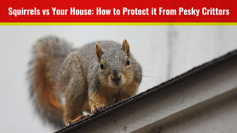 Squirrels vs Your House: How to Protect it From Pesky Critters